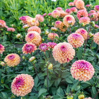 Palmares Dahlia