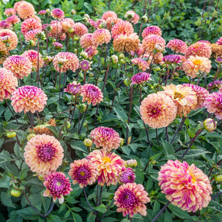 Palmares Dahlia