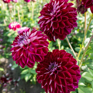 Embassy Dahlia