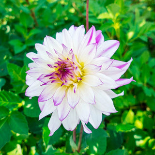 Ferncliff Illusion Dahlia