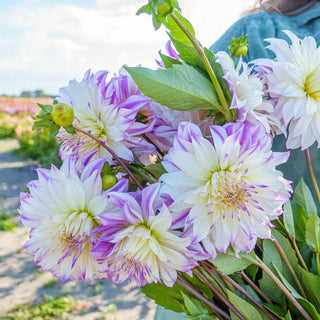 Ferncliff Illusion Dahlia