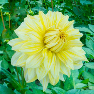 La Luna Dahlia