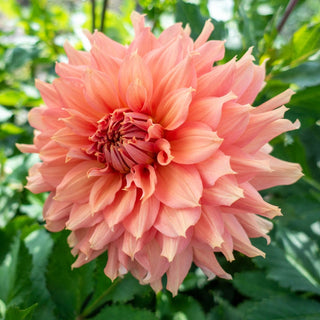 Fairway Spur Dahlia