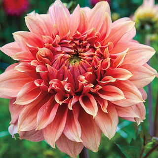 Fairway Spur Dahlia