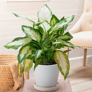 Dieffenbachia Compacta