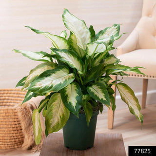 Dieffenbachia Compacta