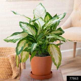 Dieffenbachia Compacta