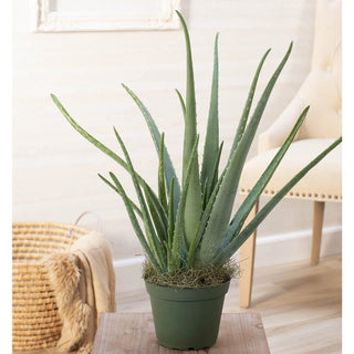 Aloe Vera