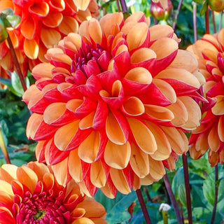 American Sunset Dahlia