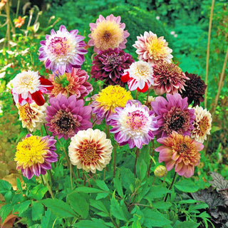 Powder Puff Dahlia Mixture