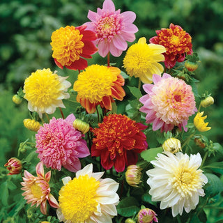 Powder Puff Dahlia Mixture