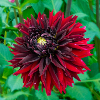 Black Touch Dahlia