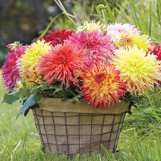 Fimbriata Dahlia Mixture