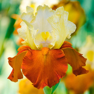 Fall Fiesta Bearded Iris