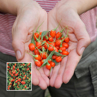 Goji Berry