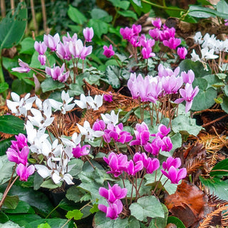 Hardy Fall Blooming Silver Leaf Cyclamen