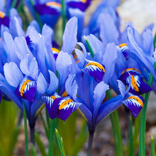 Dwarf Iris