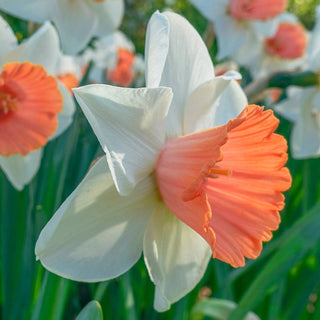 Chromacolor Daffodil