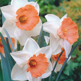 Chromacolor Daffodil