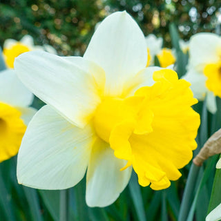 Daffodil Bulbs