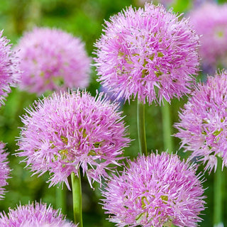 Rosy Dream Allium