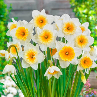 Slim Whitman Daffodil