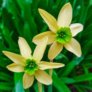 Green With Envy Daffodil