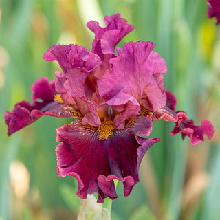 Obsessed Bearded Iris