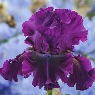 For Veronica Bearded Iris