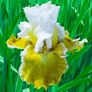 Going Green Iris