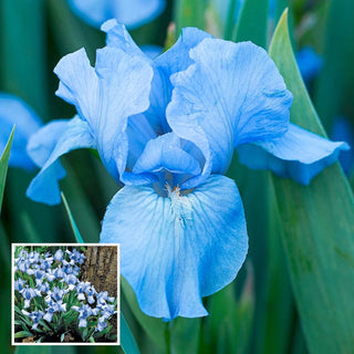 Forever Blue Dwarf Reblooming Bearded Iris