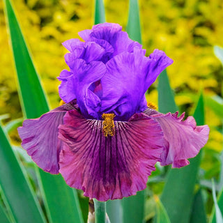 Nelly Tardivier Bearded Iris