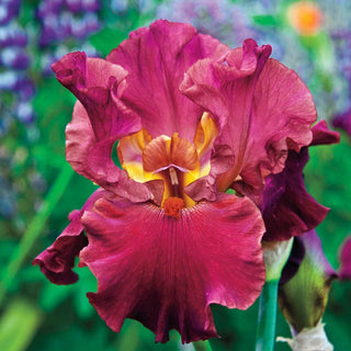 Code Red Bearded Iris