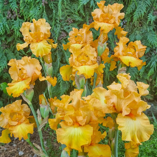 Mango Passion Bearded Iris