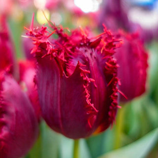 Valery Gergiev Tulip