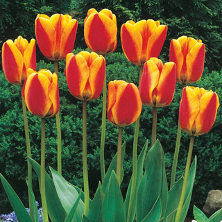 Apeldoorns Elite Perennial Tulip