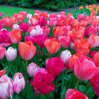 Van Eijk Tulip Mixture