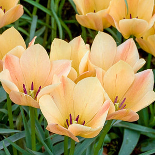 Bronze Charm Tulip