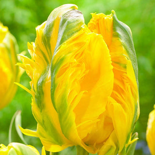 Jan Van Nes Parrot Tulip