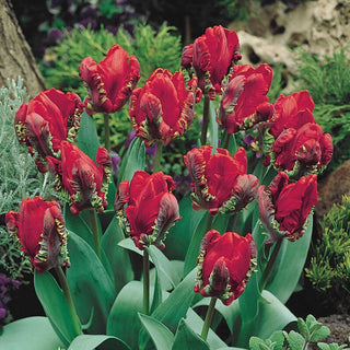 Rococo Tulip