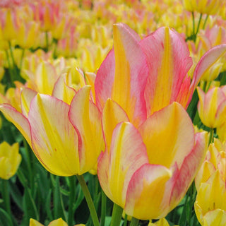 Tulip Antoinette