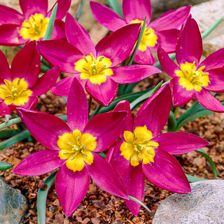 Odalisque Tulip