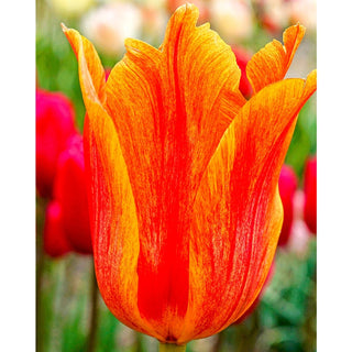 El Nino Tulip