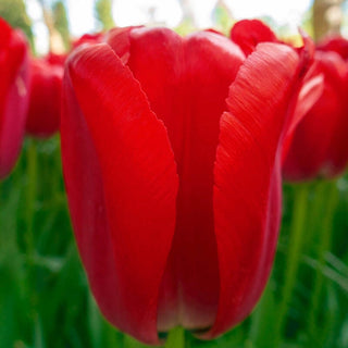 Red Pride Tulip