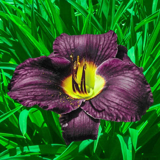 Black Ambrosia Reblooming Daylily