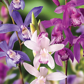 Chinese Ground Mixture Orchid