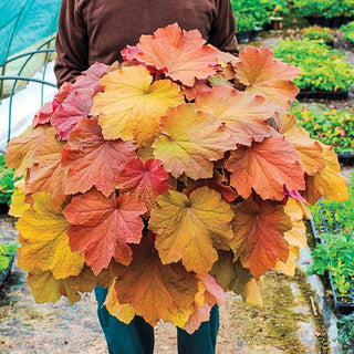 Mega Heuchera Caramel