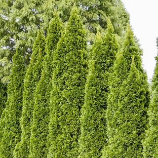 Emerald Green Arborvitae Hedge