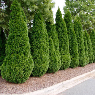 Emerald Green Arborvitae Hedge