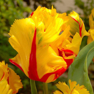 Texas Flame Tulip